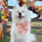 Autumn Pumpkin Patch Dog Bow, Available in Sailor Bow and Bow Tie Style