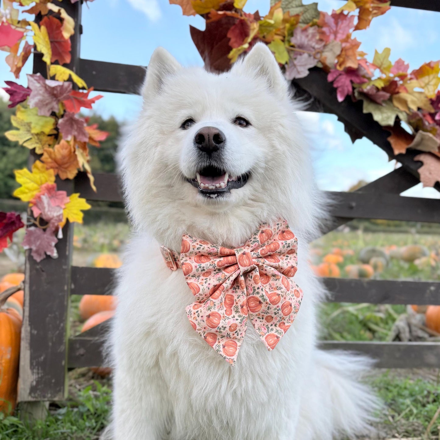 Autumn Pumpkin Patch Dog Bow, Available in Sailor Bow and Bow Tie Style