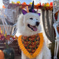 Halloween Jack O’Lantern Pumpkin Dog Bandana with Orange Ruffles