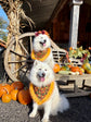 Halloween Jack O’Lantern Pumpkin Dog Bandana with Orange Ruffles