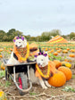 Halloween Jack O’Lantern Pumpkin Dog Bandana with Orange Ruffles
