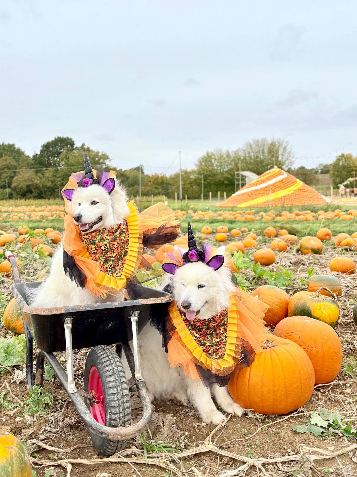 Halloween Jack O’Lantern Pumpkin Dog Bandana with Orange Ruffles