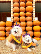 Halloween Jack O’Lantern Pumpkin Dog Bandana with Orange Ruffles
