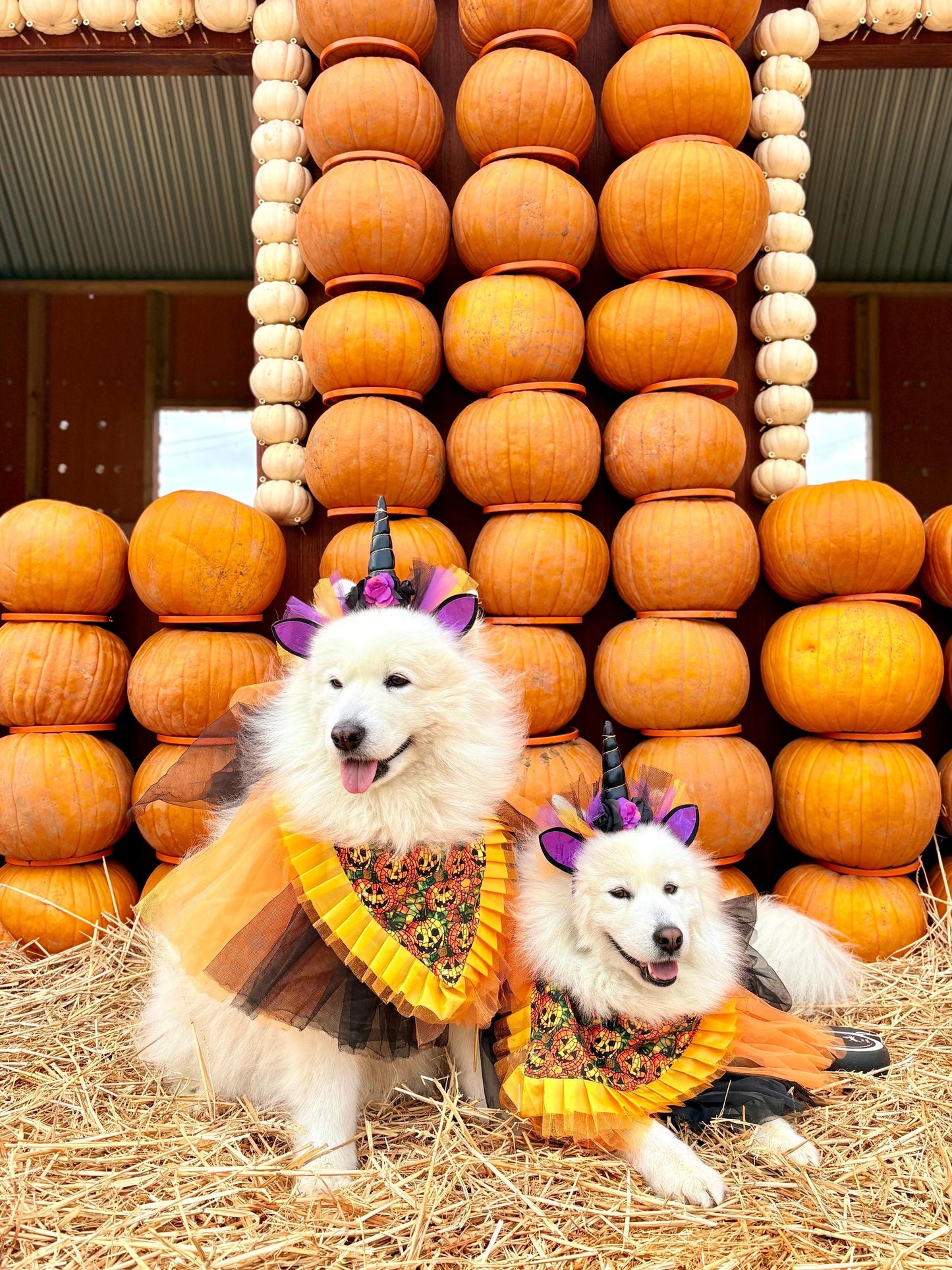 Halloween Jack O’Lantern Pumpkin Dog Bandana with Orange Ruffles