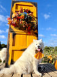 Spooky Halloween Pumpkin Patch Dog Bow Sailor Bow