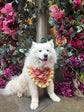 Father Christmas Santa Dog Bandana with Gold Ruffles