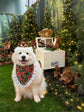 Christmas Poinsettia Dog Bandana with Silver Ruffles
