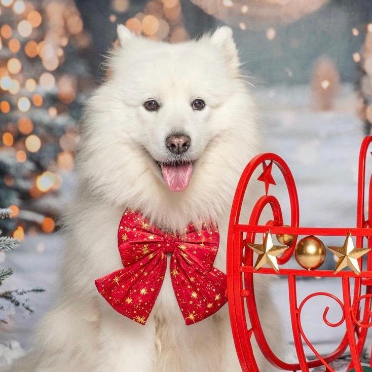 Christmas Red Dog Bow, Available in sailor bow and bow tie styles