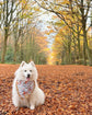 Autumnal Woodland Dog Bandana with squirrels and hares