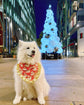 Father Christmas Santa Dog Bandana with Gold Ruffles