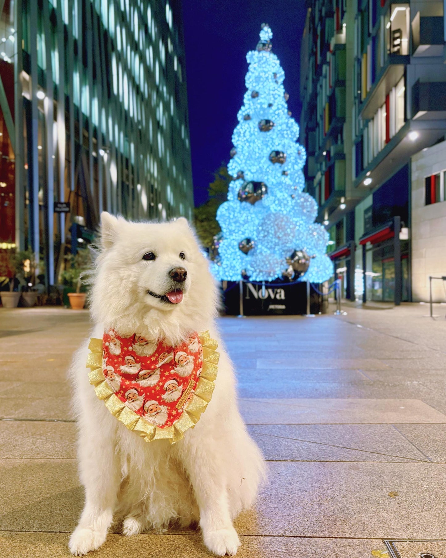 Father Christmas Santa Dog Bandana with Gold Ruffles