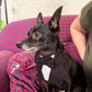 Black Wedding Dog Tuxedo Bandana: Ring Bearer Outfit for Pets
