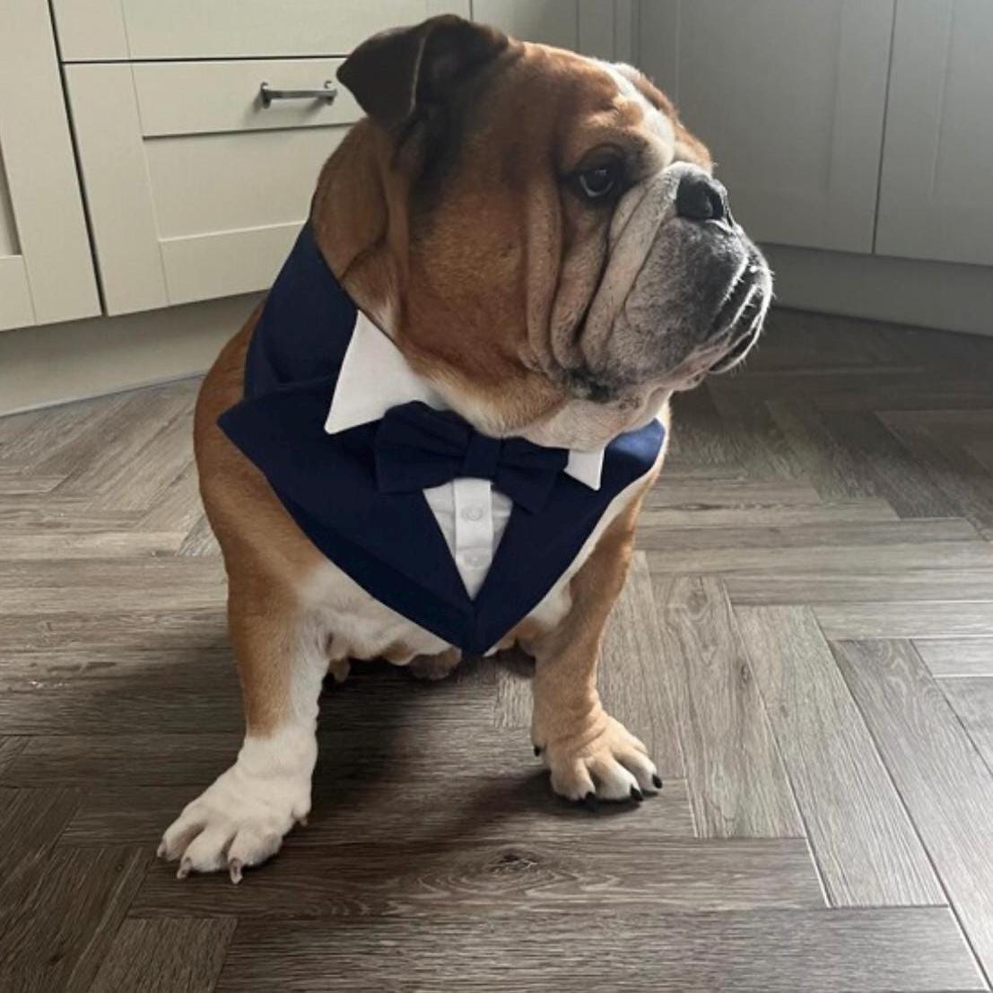 Navy Blue Wedding Dog Tuxedo Bandana: Handmade Pet Ring Bearer Outfit