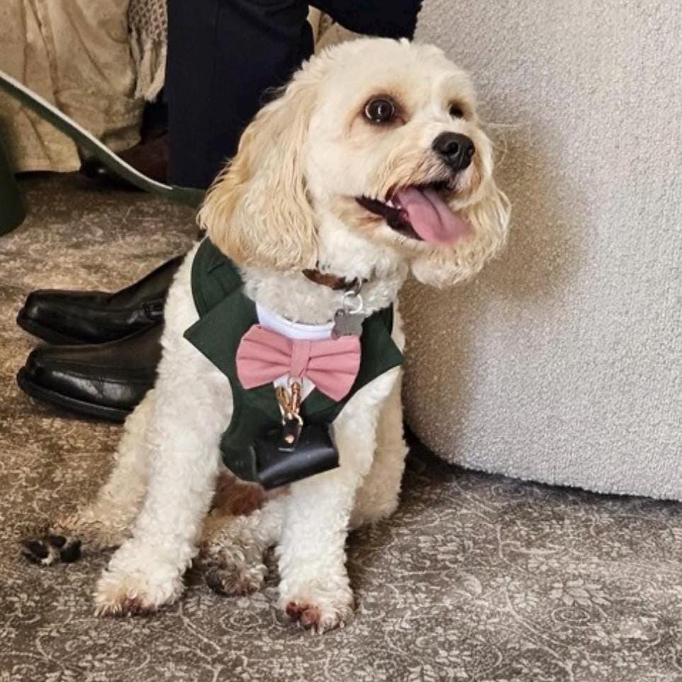 Dark Green Dog Tuxedo Harness with Bow Tie: Pet Wedding Suit Handmade in Norfolk