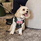 Bespoke Dark Green Dog Tuxedo Harness: Wedding Pup Ring Bearer Outfit