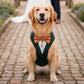 Bespoke Dark Green Dog Tuxedo Harness: Wedding Pup Ring Bearer Outfit