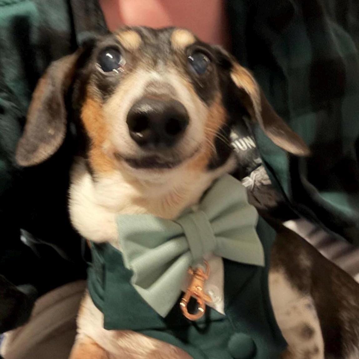 Dark Green Dog Tuxedo Harness with Bow Tie: Pet Wedding Suit Handmade in Norfolk