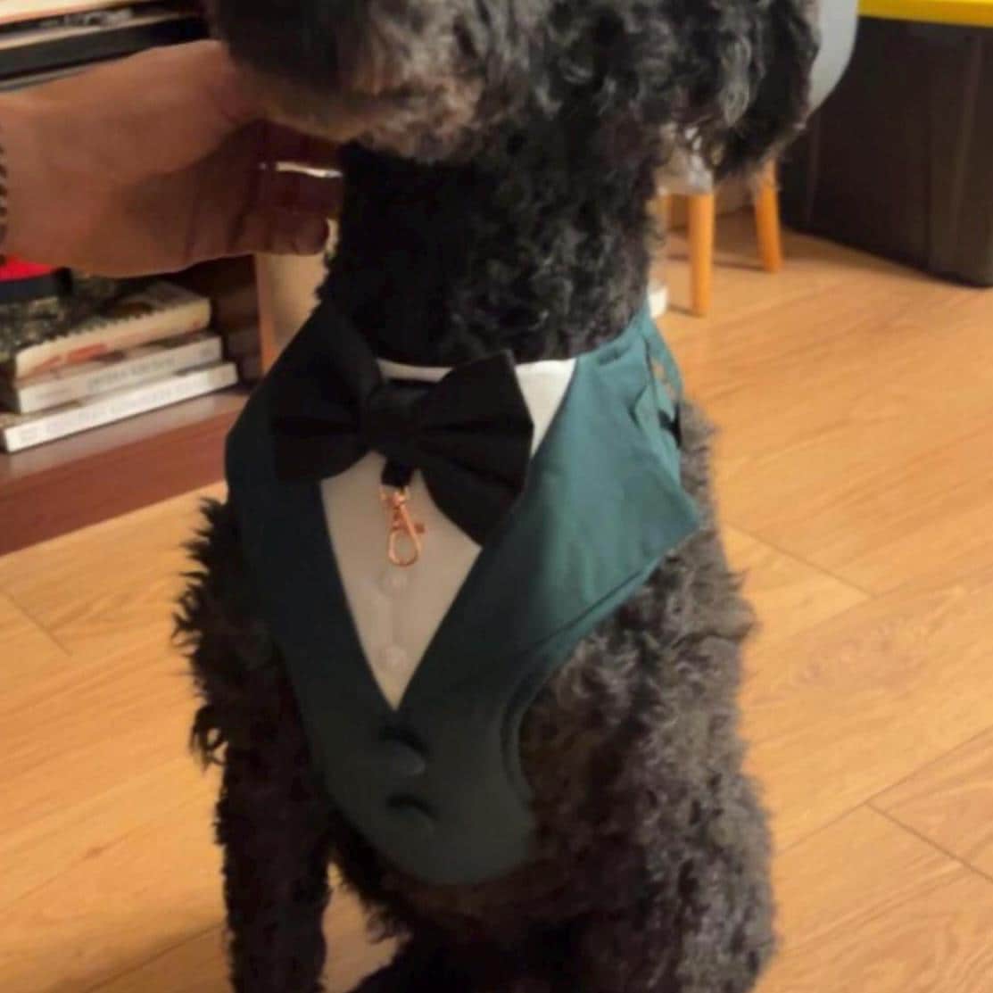 Bespoke Dog Wedding Tuxedo Harness: Dark Green Formal Suit for Dog of Honour