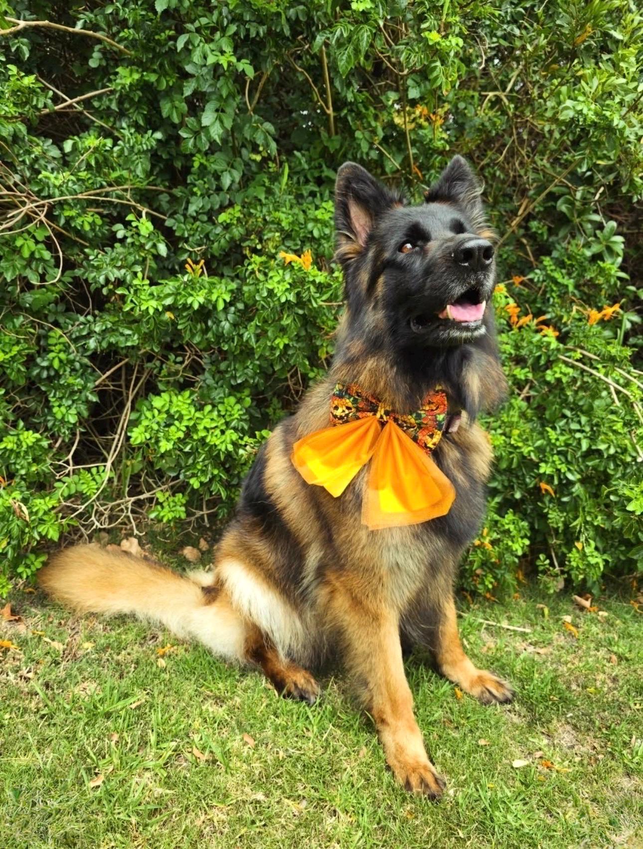 Spooky Halloween Pumpkin Patch Dog Bow Sailor Bow