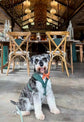 Dark Green Dog Tuxedo Harness with Bow Tie: Pet Wedding Suit Handmade in Norfolk