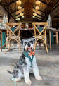 Bespoke Dog Wedding Tuxedo Harness: Dark Green Formal Suit for Dog of Honour