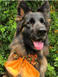 Spooky Halloween Pumpkin Patch Dog Bow Sailor Bow