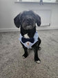 Made-to-Measure Pale Blue Wedding Dog Tuxedo Harness with Navy Bow Tie: Custom Ring Bearer Outfit for Pets
