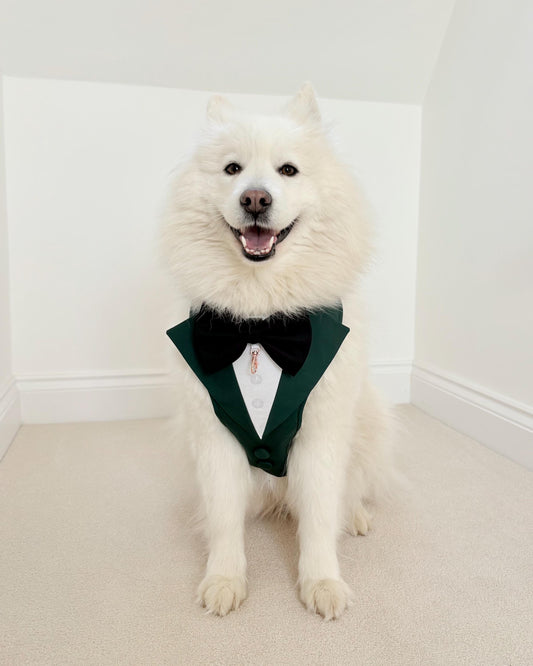 Bespoke Dog Wedding Tuxedo Harness: Dark Green Formal Suit for Dog of Honour
