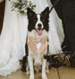 Beige Velvet Dog Tuxedo Bandana: Dog Ring Bearer Outfit
