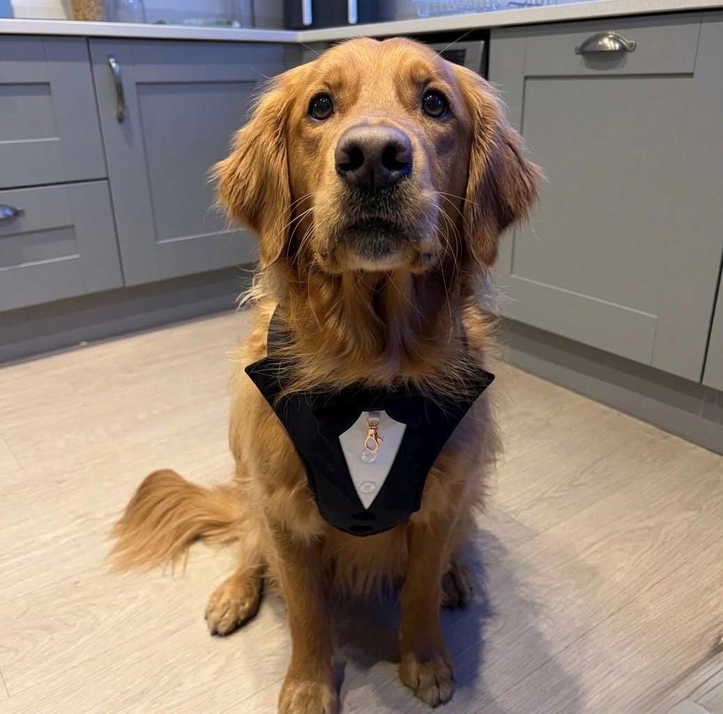 Dog Tuxedo Harness for Wedding: Formal Suit for Dog of Honour, Ring Bearer Outfit
