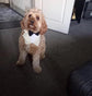 Cream Wedding Dog Tuxedo Bandana, Ring Bearer Pet Suit