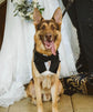 Dark Green Velvet Wedding Dog Tuxedo Bandana, Pet Wedding Ring Bearer Outfit