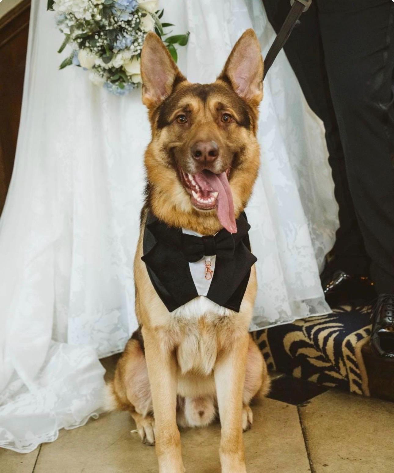 Dark Green Velvet Wedding Dog Tuxedo Bandana, Pet Wedding Ring Bearer Outfit