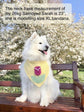 Tulip Dog Bandana, Yellow Gingham Spring Pet Scarf, Cotton Snap-On Accessory