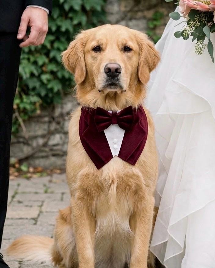 Wine Red Velvet Dog Tuxedo Bandana: Wedding Ring Bearer Outfit