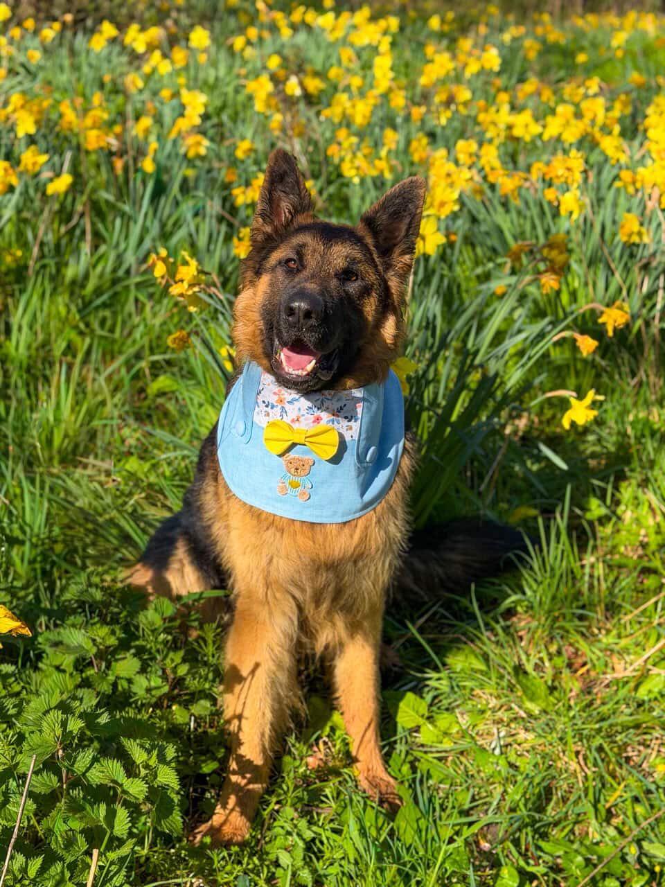 Light blue Dungarees Dog Bandana with Spring Flowers