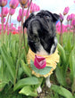 Tulip Dog Bandana, Yellow Gingham Spring Pet Scarf, Cotton Snap-On Accessory