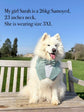 Sage Green Wedding Dog Tuxedo Bandana, Ring Bearer Style Available, More Colours Available