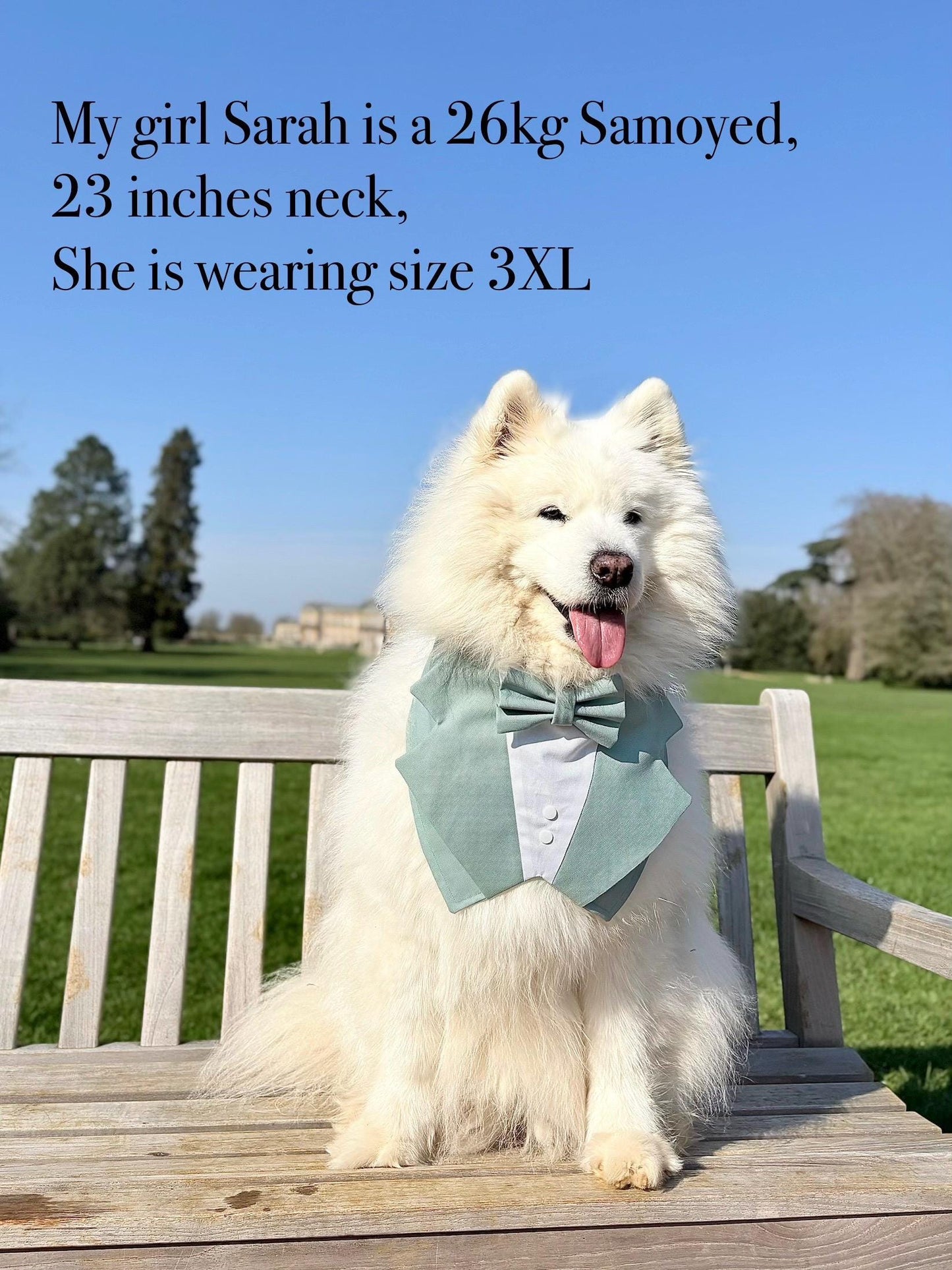 Sage Green Wedding Dog Tuxedo Bandana, Ring Bearer Style Available, More Colours Available