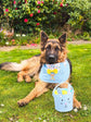 Light blue Dungarees Dog Bandana with Spring Flowers