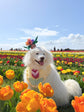 Tulip Dog Bandana, Yellow Gingham Spring Pet Scarf, Cotton Snap-On Accessory