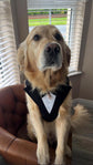 Bespoke Dark Brown Tuxedo Harness with Custom Bow Tie, Wedding Suit for Dog