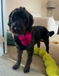 Cerise Silk Satin Dog Bow, Available in Bow Tie and Sailor Bow