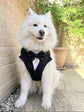 Dog Tuxedo Harness for Wedding: Formal Suit for Dog of Honour, Ring Bearer Outfit