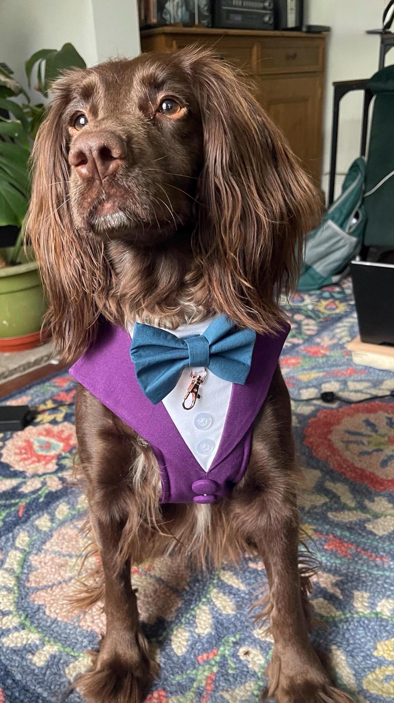 Made-to-measure Dark Purple Dog Tuxedo Harness: Ring Bearer Outfit for Pets