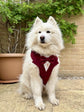 Bespoke Burgundy Red Formal Dog Tuxedo Harness: Custom Wedding Attire for Dogs