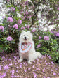 Dahlia Flower Dog Bandana with Ruffles