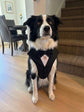 Dog Tuxedo Harness for Wedding: Formal Suit for Dog of Honour, Ring Bearer Outfit