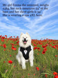 Dog Tuxedo Harness for Wedding: Formal Suit for Dog of Honour, Ring Bearer Outfit