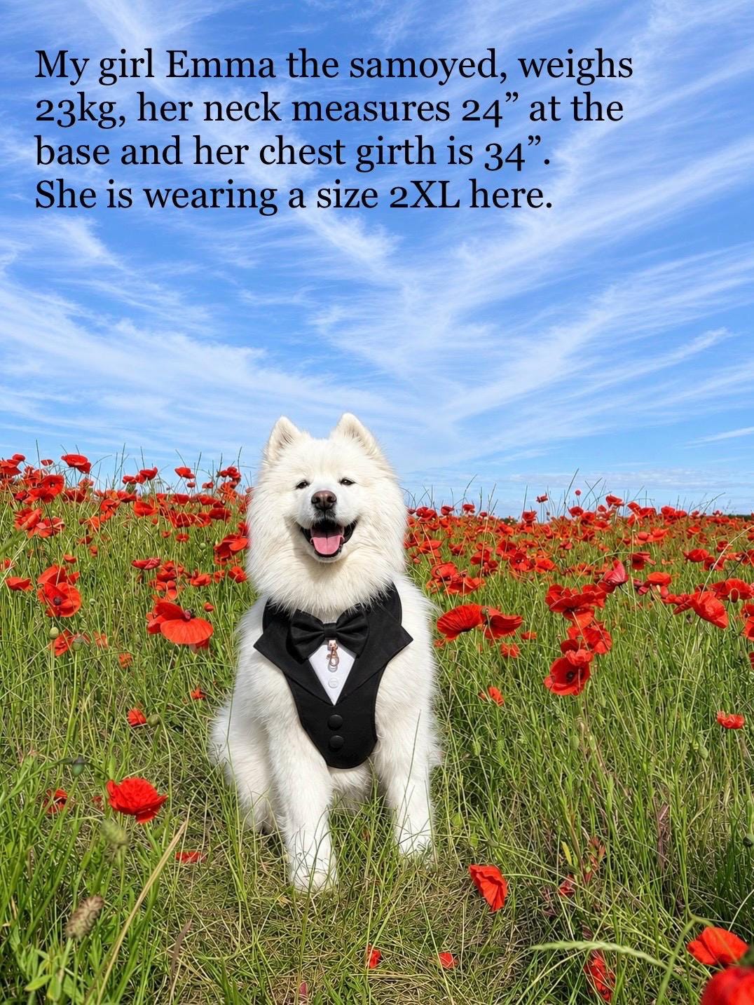 Dog Tuxedo Harness for Wedding: Formal Suit for Dog of Honour, Ring Bearer Outfit